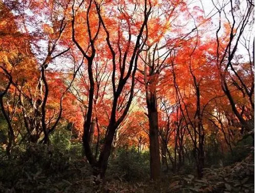 鎌倉の紅葉獅子舞と古刹瑞泉寺を歩くのサムネイル画像